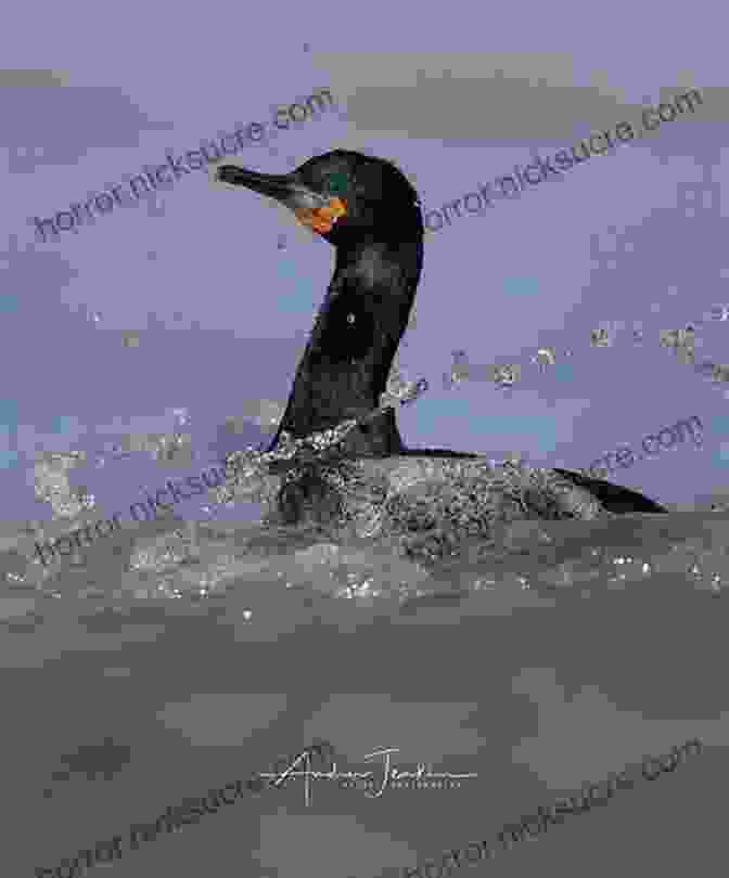 The Cormorant Sails Through The Frozen Waters Of The Arctic Circle, Surrounded By Towering Ice Floes And Curious Polar Bears. The Voyage Of The Cormorant